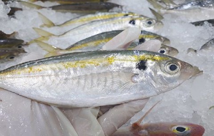 Cá chỉ vàng ở Hạ Long nổi tiếng bởi vị ngọt thịt